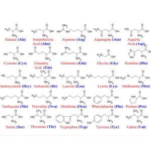 Amino acid analysis (GC)